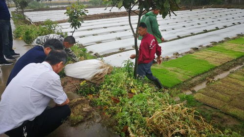 农技服务送上门 信息技术守护粮袋子菜篮子